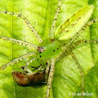 Green lynx spider