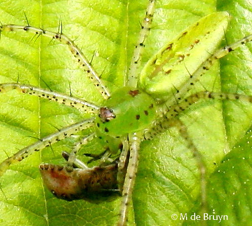 Spotting Image 1