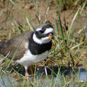 Common Ringed Plover/ Chorlitejo grande
