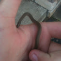 Rough earth snake