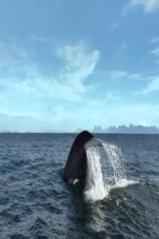 免費下載個人化APP|Whale In The Ocean app開箱文|APP開箱王