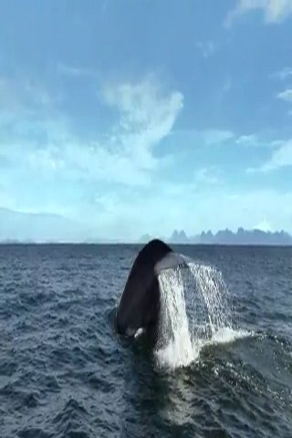 【免費個人化App】Whale In The Ocean-APP點子