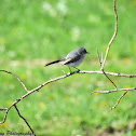 Blue-gray Gnatcher