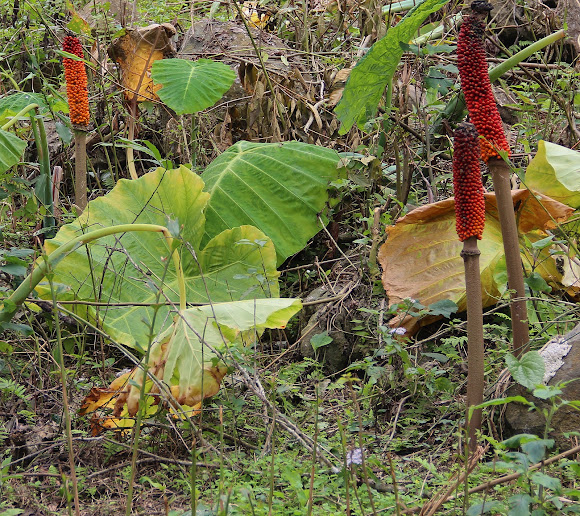 Spotting Image 1