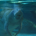 Manatee