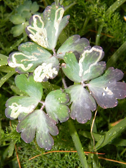 Spotting Image 1