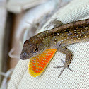 Brown Anole
