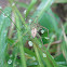 Lynx spider