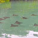 Spotted eagle ray (juveniles)