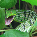 Green Vine Snake