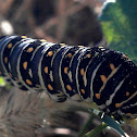 Black swallowtail (larva)
