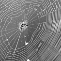Spinybacked Orbweaver