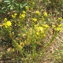 caterpillar