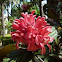 Justicia carnea