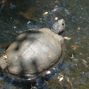 red eared slider