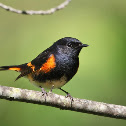 American Redstart