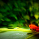 Mariposa