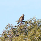 Whistling Kite