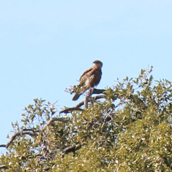 Spotting Image 1