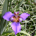 Brazilian Walking Iris