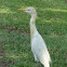 Cattle Egret