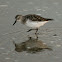 Semipalmated Sandpiper