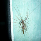 Scutigera coleoptrata
