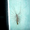 Scutigera coleoptrata