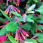 Coral Honeysuckle