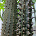 Madagascar ocotillo
