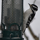 Downy Woodpecker
