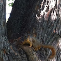Eastern Fox Squirrel