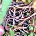Striped Willow Leaf Beetle