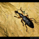 Grace’s Elegant Canopy Beetle