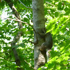 Eastern Gray Squirrel