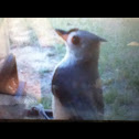 Tit mouse