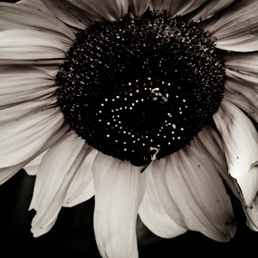 by Kelli Yeagley - Landscape & Nature Flowers & Plants