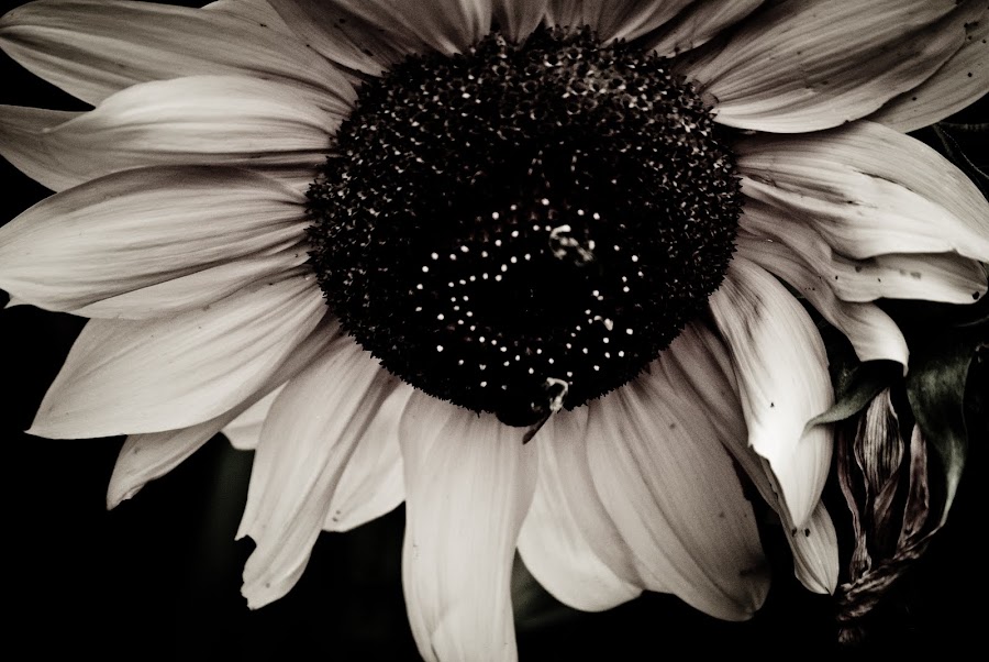 by Kelli Yeagley - Landscape & Nature Flowers & Plants