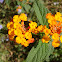 Lantana