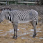Grévy's Zebra