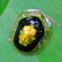 Tortoise Beetle