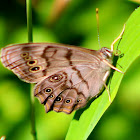 Southern Pearly Eye