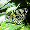 Rice Paper butterfly