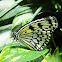 Rice Paper butterfly