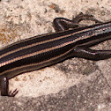 Blue-tailed Lizard