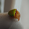 Arachnids of Ecuador
