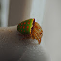 Unknown orbweaver