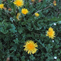 Dandelion