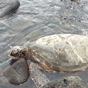 Turtlr