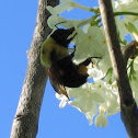 Bumble bee